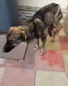 5.2K views · 276 reactions | DANIEL Daniel is a pup of around 7/8 months. He's come under our care now after we saw these images asking for help. He was found on the street, clearly hit by a car after being abandoned and trying to survive alone. He is stick thin. Daniel is with the trauma surgeon now in Bucharest. He has fractures to the left leg and bony lesions on his pelvis on the right. His left leg will be pinned. We've got you lad. ♥️ | Barking Mad Dog Rescue | Facebook