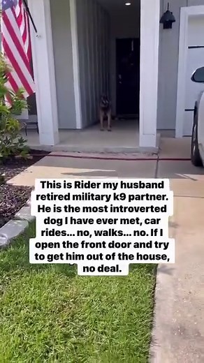 He said, ummmm no thank you 🫠😂 #gsd #dog #retired #germanshepherd #dogs