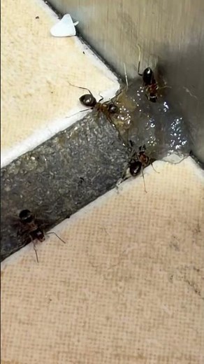 ANTS in Your Kitchen?! The #1 Treatment That Actually ELIMINATES Them