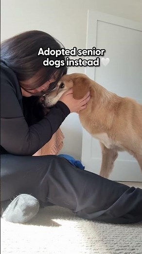 Adopting Senior Dogs 🤍 | The Pack
