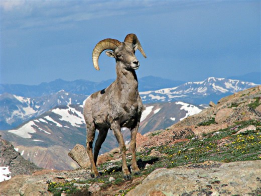 Do you know every Colorado state symbol?