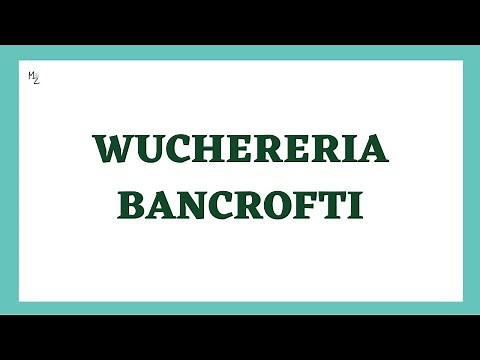 Wuchereria bancrofti Lifecycle | Lymphatic filariasis | Elephaniasis | Filarial Worm or Nematode