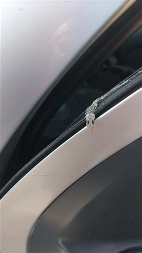 Lizard skeleton discovered in car door in México