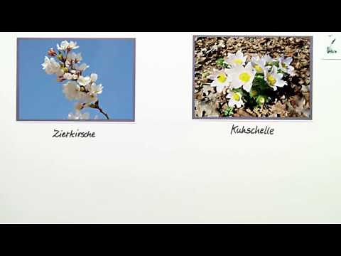 WINDBESTÄUBUNG | Biologie | Biologie der Pflanzen und Pilze (Mittelstufe)