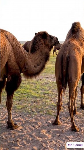 Camel mating and breeding scene 15