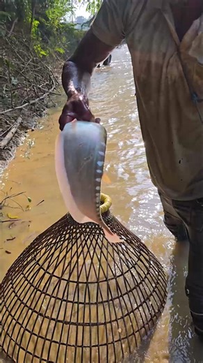 Wow! Amazing Polo Fishing Videos ! Best Big Fish Catching ! Primitive Technique fishing #fish #india