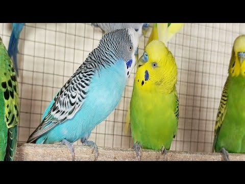 3 Hours of Parakeet Sounds to Cheer Up Your Sad Budgies 🐦💚 Comforting Bird Companionship