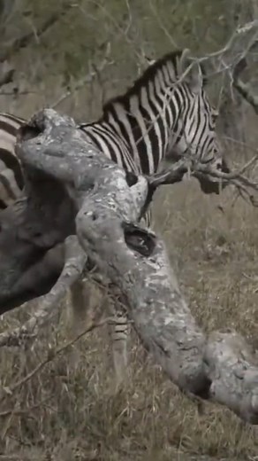 8.4K views · 1.2K reactions | A very itchy zebra | Wildearth | Facebook