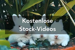 126.941+ Besten Lustige videos Kostenlose Videos · Lizenzfreie Videos · Pexels Stock Videos