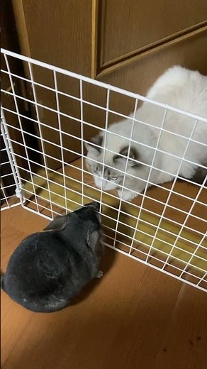 チンチラ‼️猫に会ってみた‼️#chinchira #チンチラのいる暮らし #pets #animals