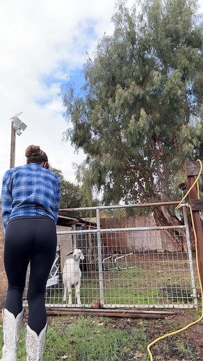 Little baby🐐 | Ruby Reels