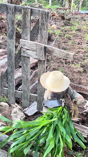 Grass for coy (quinea pigs) Anna watering #offgrid #homestead #coy #grass #feeding