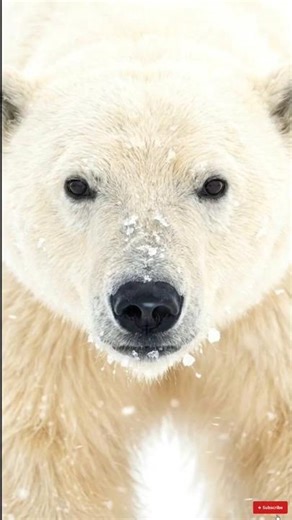 Polar Bear Breathing in 4K Arctic Silence 🧊🐻‍❄️