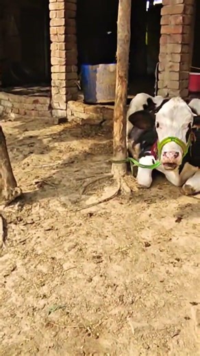मुझसे किसी ने पूछा /dairy farming in up