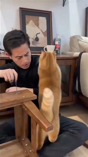 The Enigmatic Hero Cat: Unveiling the Truth Behind the Feline Legend