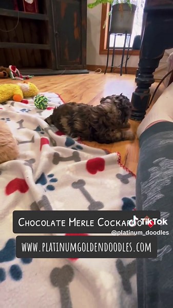 Chocolate Merle Cockapoo#cockapoo #cockapoosoftiktoks #cockapoolove #dog #doglover #fypシ #fyp #dogdogsoftiktok #foryou #puppyloversoftiktok