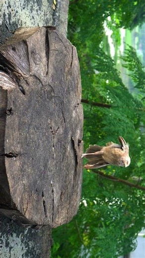 bird watching videos for dogs