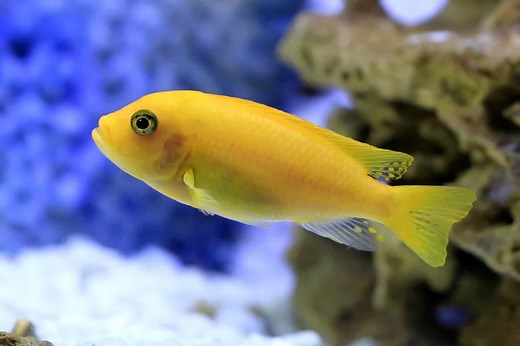 Cichlids: Care Guide & Species Profile