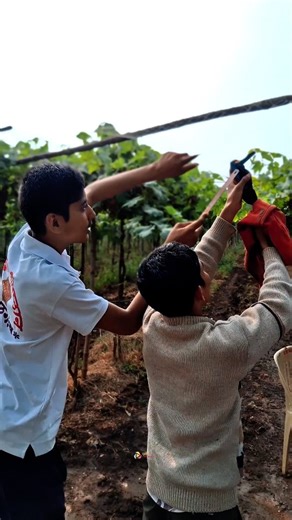 Pimpalgoan Baswant on Instagram: "Bird 🐦 . . #birdlover #instagood #seva #explorepage #ᴠɪʀᴇʟ"