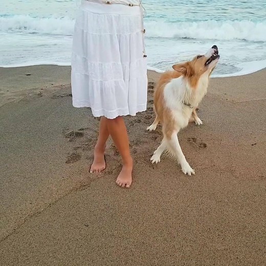 309K views · 5K reactions | The reason why dogs are the best pets ever ❤️ Credit: Newsflare | Daily Viral Stories | Facebook