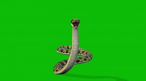 dangerous snake walk and bite on green screen