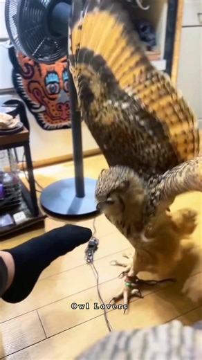 Angry owl🦉✨ #owl | Owl Lovers