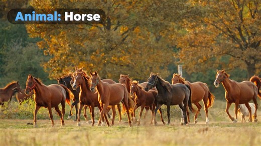 Ever wonder what New Jersey's state bird is? Here's some of the state's symbols