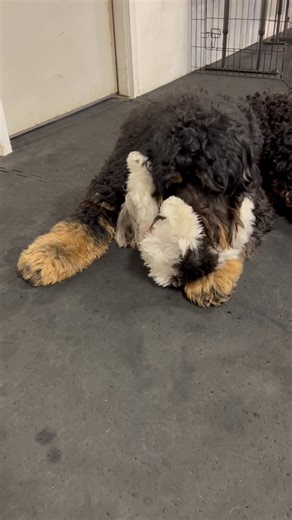 Today’s love match is brought to you by Woody and Lexi 🥰 #teenplayandtrain #besties #bernedoodle #morkie | CNY Pet Training & Behavior