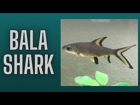Bala Shark Care Guide