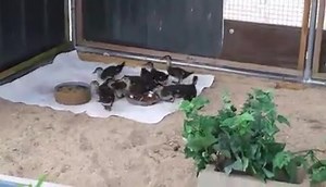 We are in need of some items: - Simple Green cleaner - Cotton balls - Paper towels - Peanuts, still in shell Also we can ALWAYS use donations to help us supply our patients with live mealworms. Twelve of our orphaned Wood ducks clean a plate of mealworms in minutes. We also have baby Chickadees, Orioles, Mergansers and the Killdeer that need mealworms too! | Wildlife In Need Center