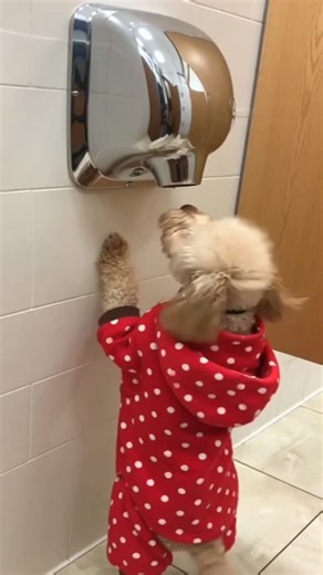 Quantum Code on Instagram: "Dog loves the hand dryer #comedy #funny #entertainment #humor #jokes"