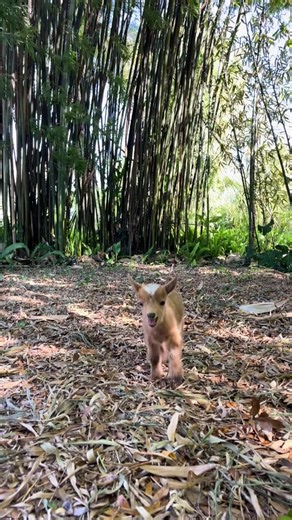 Little baby Almond playing in the Bamboo sanctuary #babygoat #dwarfgoat #tampaflorida