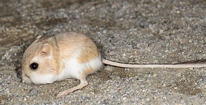 Merriam's kangaroo rat - Alchetron, the free social encyclopedia