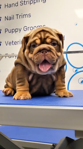 3.3K views · 30 reactions | Just wow 朗 . . Check out this fully suited chocolate tri ️EPIC BULLYZ MAJOR️ son  . . EPIC BULLYZ ONLY THE BEST IS GOOD ENOUGH | Epic Bullyz | Facebook