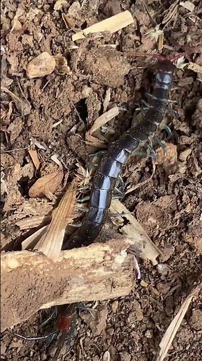 Centipede Exploring Soil #animal #shorts