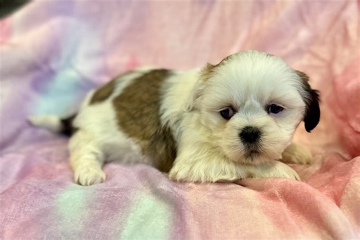 Mila - Lhasa Apso Puppy 3EC63B