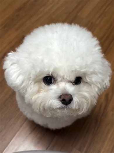 Adopt a Loving Bichon Frise Puppy in Singapore