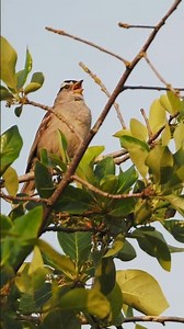 White-crowned Sparrow singing love song Olympus EM1 ii #wildlife #birds #relaxing #enjoy#funny