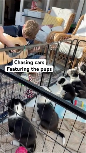 Best Audience!!! Chasing cars-Snow Patrol (they all fell asleep after this) #music #coversong #puppy