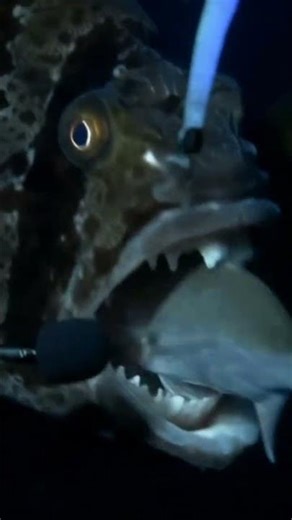 A large fish eating a small 🐠🐠🐟