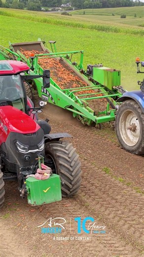 Gilfresh Digging Carrots with the Jones Trailed Harvester