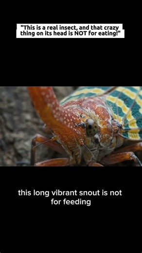 Is this a Real Insect or an Alien? 👽🪰 #animals #facts #viral