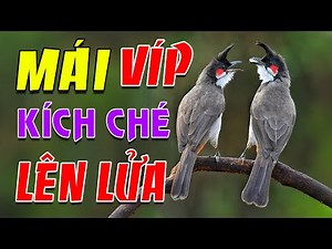 Chào Mào Mái Kích Trống Nhanh Căng Lửa - Cách Kích Chào Mào Bổi Nhanh Ra Giọng Hót Ché #chaomaomai