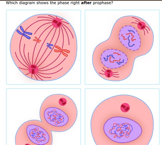 Which diagram shows the phase right after prophase?... | Filo