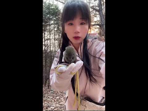 Winter Forest Live｜Feeding Wild Squirrels with Live Narration 🐿️🌲