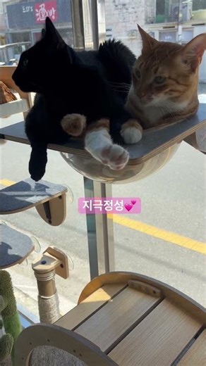 지극정성😻 #사이좋은남매 #지극정성#영희 #순금 #catlife #해먹 #쭈야 #다묘가정