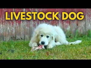 How to Train Your LGD (Livestock Guardian Dog) Great Pyrenees