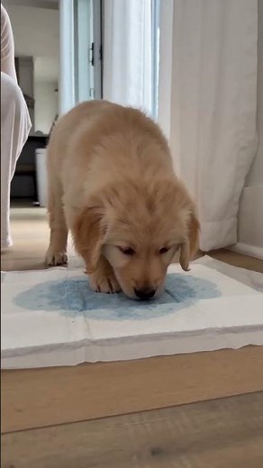 50-Pack Puppy Training Pads with Leak-Proof Base for House Training