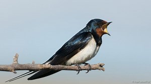 Language and Birdsong may use the same Brain Structures