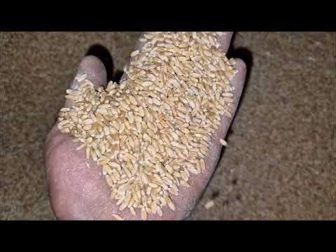 24 Hour's Work गेहूं Harvesting On punni